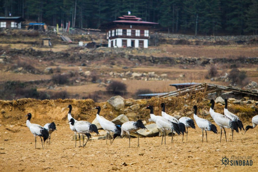 Black-necked-Crane-phobjhika-valley-Bhutan-Himalaya-Adventure-Sindbad-Vishwas-Raj-05