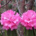 Rhododendrons-Garhwal-Trek-n-Raft-Adventure-Sindbad-12