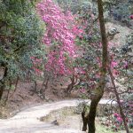 Rhododendrons-Tungnath-Garhwal-Trek-n-Raft-Adventure-Sindbad-3
