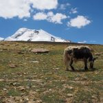 Kang-Yatse-Thachungtse-Markha-Valley-Trek-Ladakh-Adventure-Sindbad