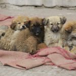 Puppies-in-a-Huddle -Markha-Winter-Walk-Adventure-Sindbad