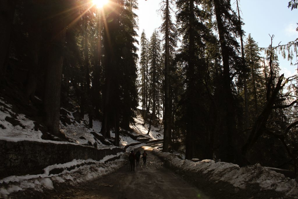 Pine-Trees-Sethan-Village-Manali-Adventure-Sindbad